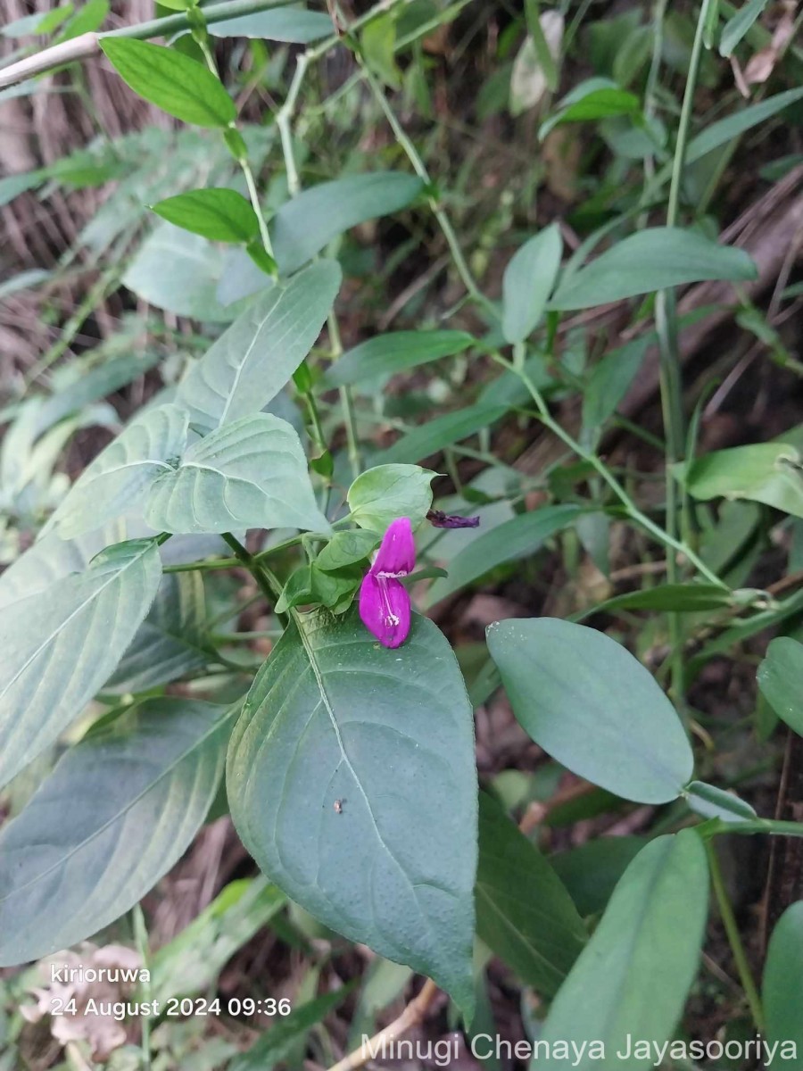 Dicliptera foetida (Forssk.) Blatt.